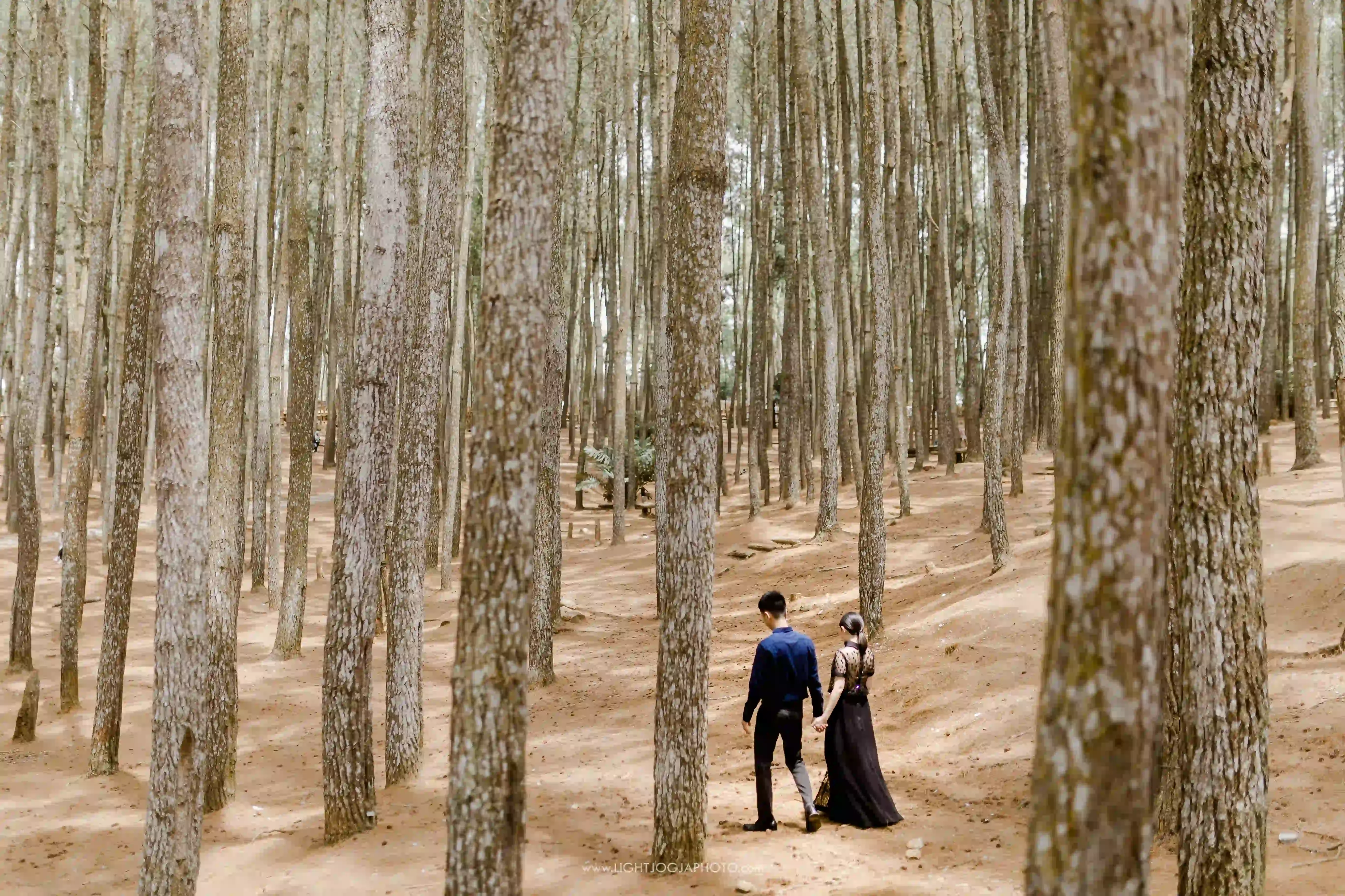 Hutan Pinus - 5