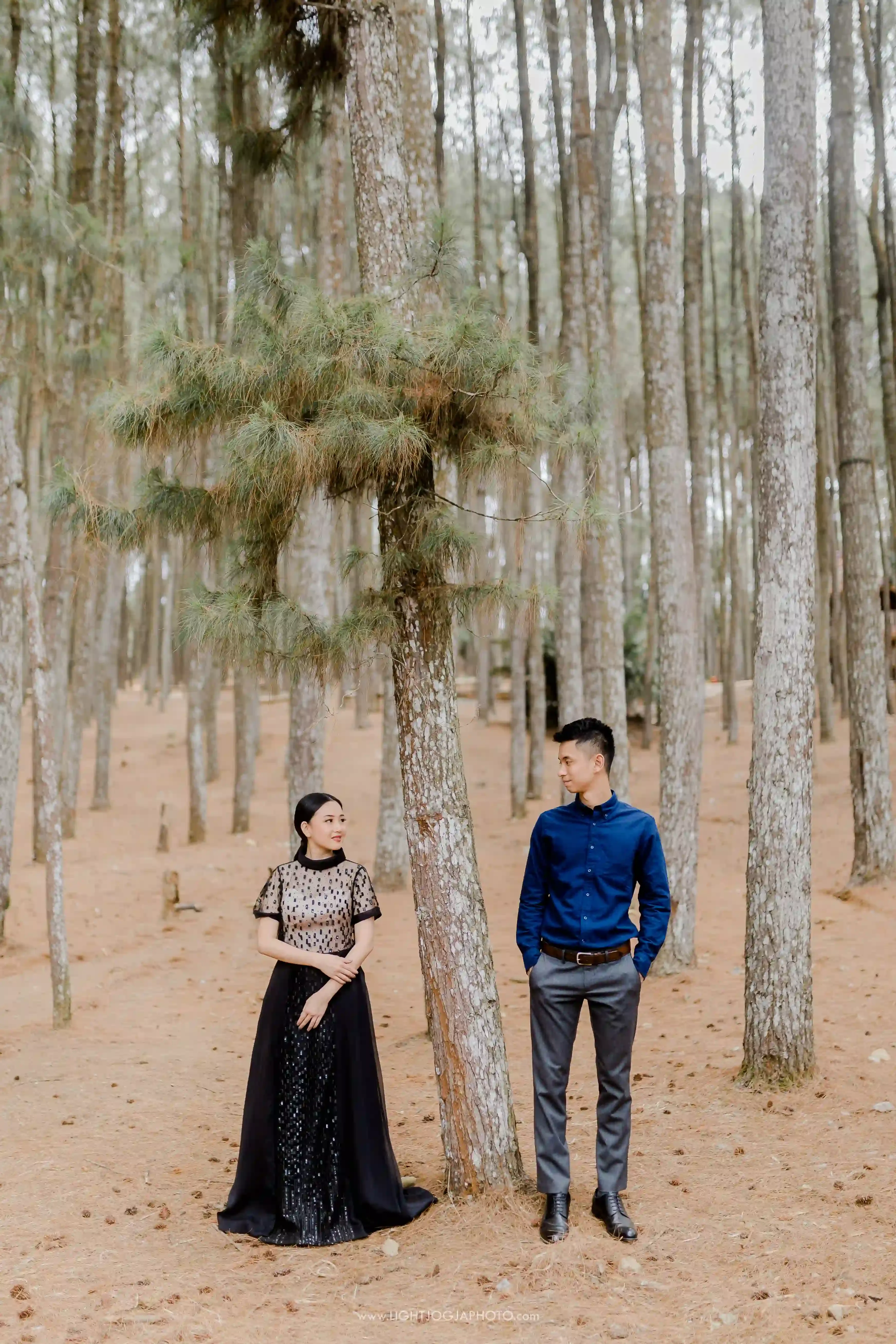 Hutan Pinus - 4